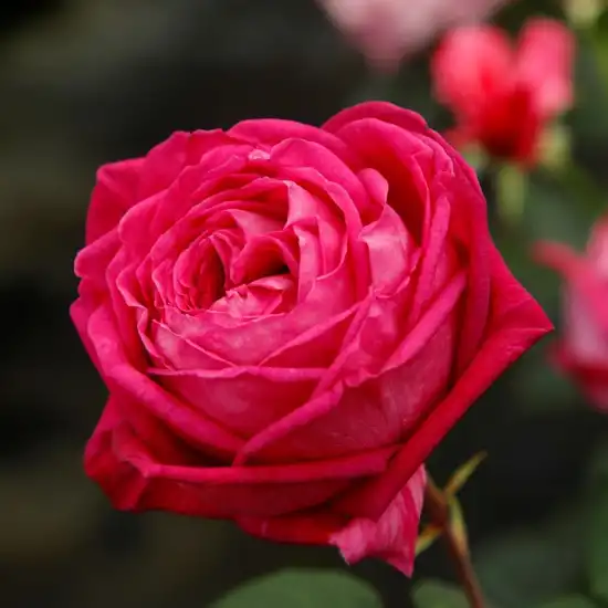 Trandafiri Floribunda - Trandafiri - Freifrau Caroline® - 